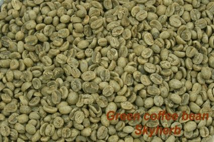 Green coffee bean Extract / Chlorogenic acid